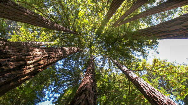 The Steps Involved in Our Tree Care Process in Mount Pleasant, SC